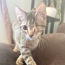 Thumbnail photo of Lucien #4