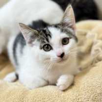 Thumbnail photo of Chickadee #1