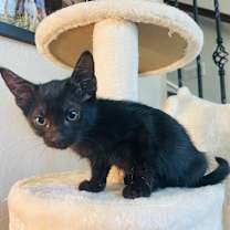 Thumbnail photo of Tobey #2