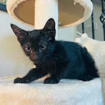 Thumbnail photo of Tobey #3