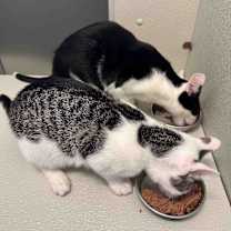 Thumbnail photo of Pleakley & Jumba #1