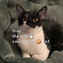 Thumbnail photo of Oreo  #milk-&-cookies-cat #1