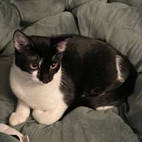 Thumbnail photo of Oreo  #milk-&-cookies-cat #2