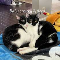 Thumbnail photo of Oreo  #milk-&-cookies-cat #3