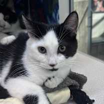 Thumbnail photo of Sadie #2