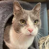 adopt-pet