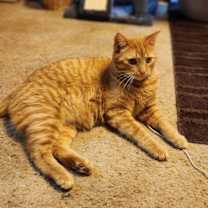 Thumbnail photo of Ghost #4