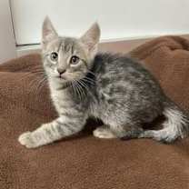 Thumbnail photo of Saturn #2