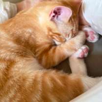 Thumbnail photo of Henry #3