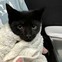 Thumbnail photo of Toni #2