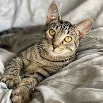 Thumbnail photo of Porky #1