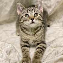 Thumbnail photo of Porky #2