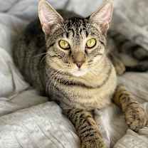 Thumbnail photo of Porky #3