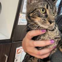 Thumbnail photo of Barracuda #2