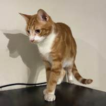 Thumbnail photo of Luka #2