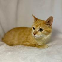 Thumbnail photo of Bristle #4