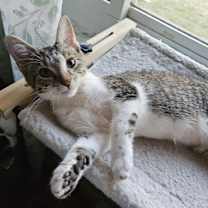 Thumbnail photo of TJ #4