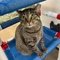 adopt-pet