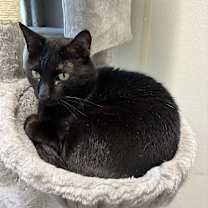 adopt-pet