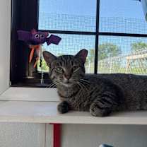 Thumbnail photo of Chleo #2