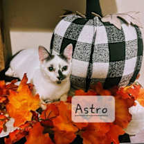 Thumbnail photo of Astro #to-infiniti-and-back #2