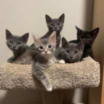 Thumbnail photo of Lil Black #1