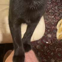 Thumbnail photo of Lil Black #3