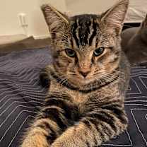 Thumbnail photo of Bart #4