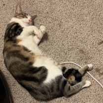 Thumbnail photo of bebe #4