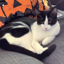 Thumbnail photo of Shadow ⭐️PROMOTION⭐️ Midnight  Litter #1