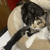 Thumbnail photo of Emmaline #4