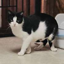 Thumbnail photo of Lorna Doone #1