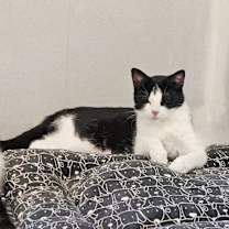 Thumbnail photo of Lorna Doone #2