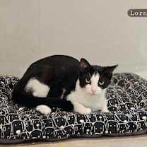 Thumbnail photo of Lorna Doone #3