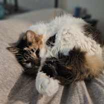 Thumbnail photo of Piper #4