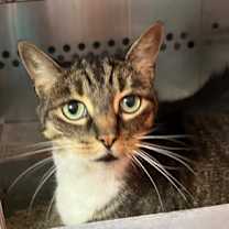 Thumbnail photo of MEESHA #1