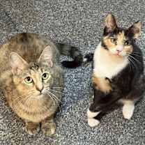 Thumbnail photo of Thalia and Poppy #3