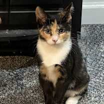 Thumbnail photo of Thalia and Poppy #4