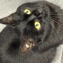 Thumbnail photo of Moon/Monkey #1