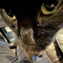 Thumbnail photo of Moon/Monkey #2