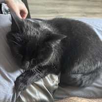 Thumbnail photo of Moon/Monkey #3