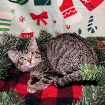 Thumbnail photo of Bagel #1