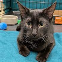 Thumbnail photo of Ellie #2