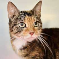 Thumbnail photo of Beatrice #1