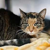 Thumbnail photo of Beatrice #2