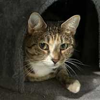 Thumbnail photo of Scarlet #1