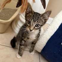 adopt-pet