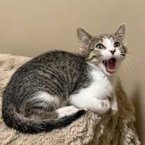 adopt-pet