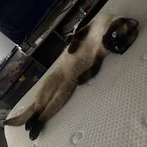 Thumbnail photo of Artemis #4