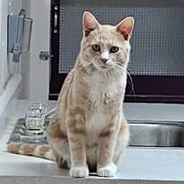 adopt-pet